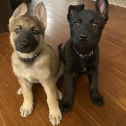 German Shepherd Puppies from Scenic City Shepherds