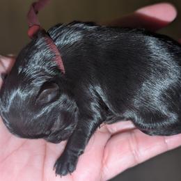 Zorro - Black male Shih Tzu puppy in Claxton, Georgia from Small Pawz Shih tzu