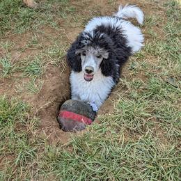 Poodle Puppies from Moirae Poodles