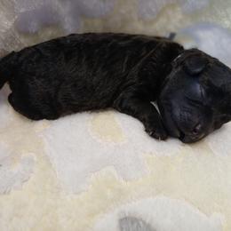 Kolter - Silver male Havapoo puppy in Blanch, North Carolina from Faithful Hearts Kennel