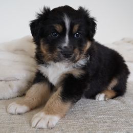 Australian Shepherds from Salty Dog Australian Shepherds