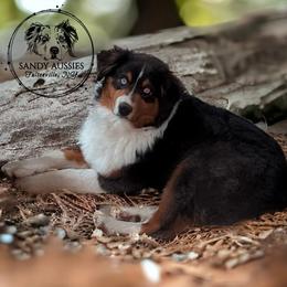 Clove - Black tri-color female Australian Shepherd puppy in Fultonville, New York from Sandy Aussies & Pomeranians