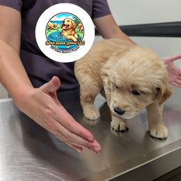 Golden Retriever Puppies from Splish Splash Goldens LLC