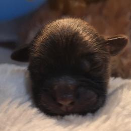 Teddy Graham - Brown male Mal-Shi puppy in Apollo Beach, Florida from Gemstone Exclusive Pups of Florida