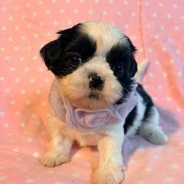 Malorie - Black and white female Shih Tzu puppy in Hemet, California from Aloha Shih Tzu