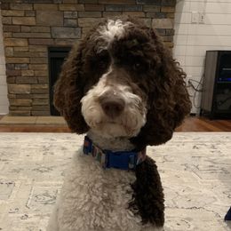 Bailey - Poodle