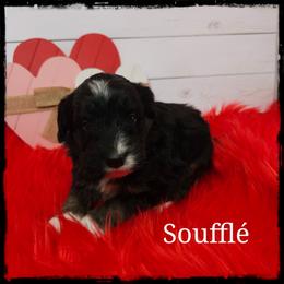 Soufflé - Black and white male Sheepadoodle puppy in Farley, Iowa from Iowa's Doodle Co.