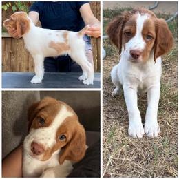 Lime Girl - White and orange female Brittany puppy in Katy, Texas from Jenvy Brittanys