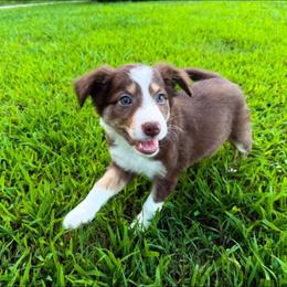 Mira - Tri-color female Border Collie puppy in Decatur, Alabama from Phantom Border Collies