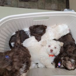 Havanese Puppies from Sweet Southern Havanese