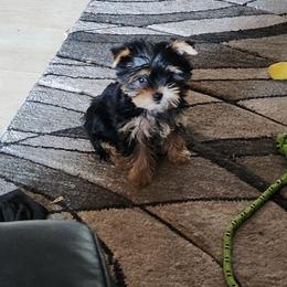 LILY - Black and tan female Yorkshire Terrier puppy in Chickasha, Oklahoma from SISSYS YORKIES