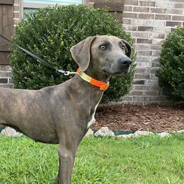 Gracie - Mountain Cur