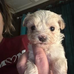 Louie - White male Morkie puppy in Pittsburgh, Pennsylvania from Maria's Morkies & More