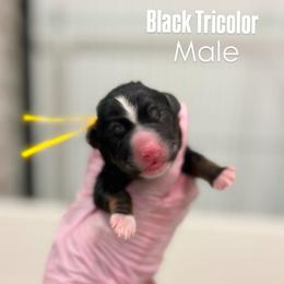 Yellow - Tri-color male Bernedoodle puppy in Sulphur, Louisiana from Curly Q’s Of Carlyss