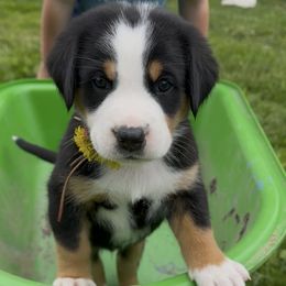 Apollo- Red - Black, white and red male Greater Swiss Mountain Dog puppy in Honey Brook, Pennsylvania from Sweet Stream Swissies