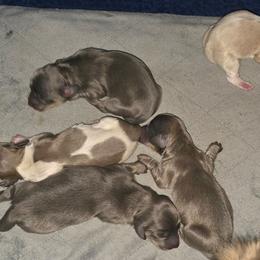 Blue cream 2 - Blue and cream male Dachshund puppy in Port Charlotte, Florida from Vicki's Dachshund Crossing