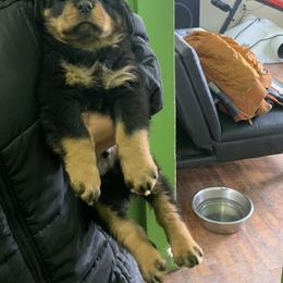 Rottweiler Puppies from Rottweiler Land