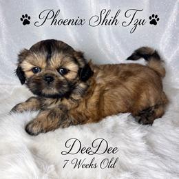 Dee Dee - Gold female Shih Tzu puppy in Hayden, Idaho from Phoenix Shih Tzu