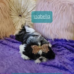 Isabella - Shih Tzu
