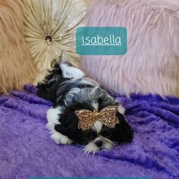 Isabella - Shih Tzu