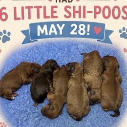 Shihpoo puppies from That’s My Puppy