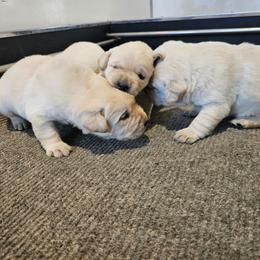 1st pick yellow female - Yellow female Labrador Retriever puppy in Lititz, Pennsylvania from R&M Labrador Retriever Puppies