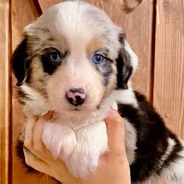 Blue collar - Blue merle male Miniature Australian Shepherd puppy in 32046, Florida from River Hill Ranch