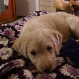 Labradoodle Puppies from Daisy's Labradoodles