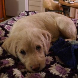 Labradoodle Puppies from Daisy's Labradoodles