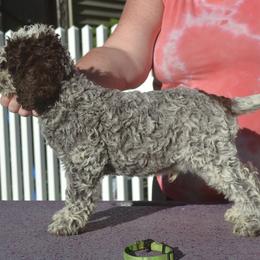Boy 3 - male Lagotto Romagnolo puppy in Millbury, Massachusetts from RaceCity