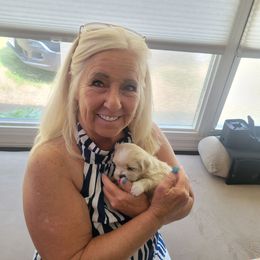 Gismo - White and tan male Mal-Shi puppy in Mundelein, Illinois from FurEver Friends Designer Breeds