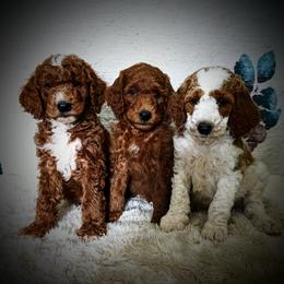 Bernedoodle and Goldendoodle Puppies from Sammy's puppies