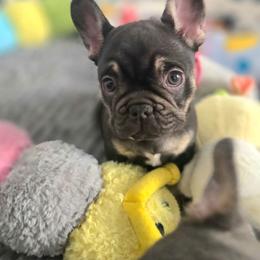 7even - Liver female French Bulldog puppy in Fayetteville, North Carolina from Burger's Pups