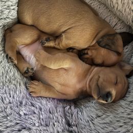 Dachshund Puppies from MNE Miniature Dachshunds