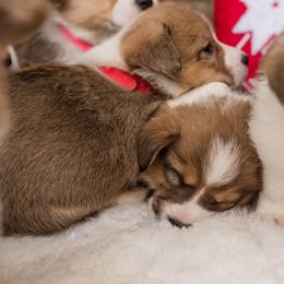 Cardigan Welsh Corgi and Pembroke Welsh Corgi Puppies from Corgi 4 Christ