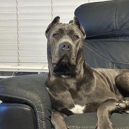 Cane Corso All Grown Up from Majestic Pride Cane Corso LLC