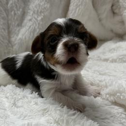 Diablo AKC - Chocolate, tan and white male Yorkshire Terrier puppy in Labelle, Florida from Chocolate and Parti Yorkies in Florida