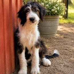 G3 Freckles - Black and white female Bernedoodle puppy in North Zulch, Texas from Sweet Pup Schnauzers