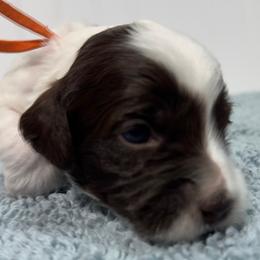 Boy 3 - male Australian Labradoodle puppy in Avon, Indiana from Forever Friends Labradoodles
