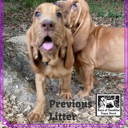 Bloodhound Puppies from Rays Of Sunshine Bloodhounds