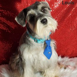 Louis - Miniature Schnauzer puppy in Vernal, Utah from High Uinta Schnauzers