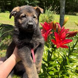 Claudette - Sable female German Shepherd puppy in Winterport, Maine from Vom Stevens Old Fashioned German Shepherds