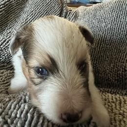Dazzle - Sable merle and white female Shetland Sheepdog puppy in Kerville, Texas from Cedar Hill Kennels