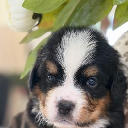 Dumpling - Tri-color male Bernese Mountain Dog puppy in Yuciapa, California from AlltheDoodlez_