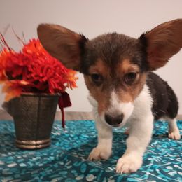 American Corgi and Pembroke Welsh Corgi Puppies from Angelique Brooks