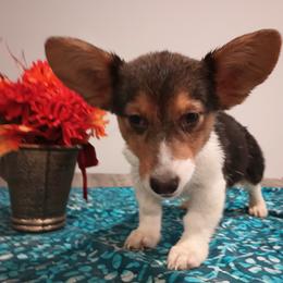 American Corgi and Pembroke Welsh Corgi Puppies from Angelique Brooks
