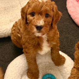 Red Boy - Red  male Goldendoodle puppy in Greensfork, Indiana from Fishermen’s Doodles