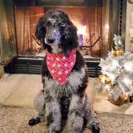 Indy Grace - Poodle
