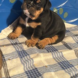 Bulldog Puppies from EMR’s Bulldogs