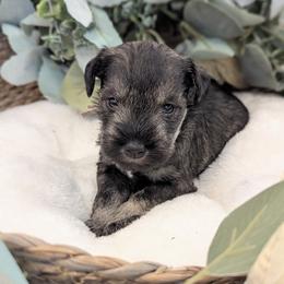 Pink Collar - Salt and pepper female Miniature Schnauzer puppy in Peoria, Arizona from Hall Miniature Schnauzers